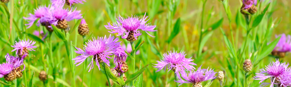 spotted knapweed