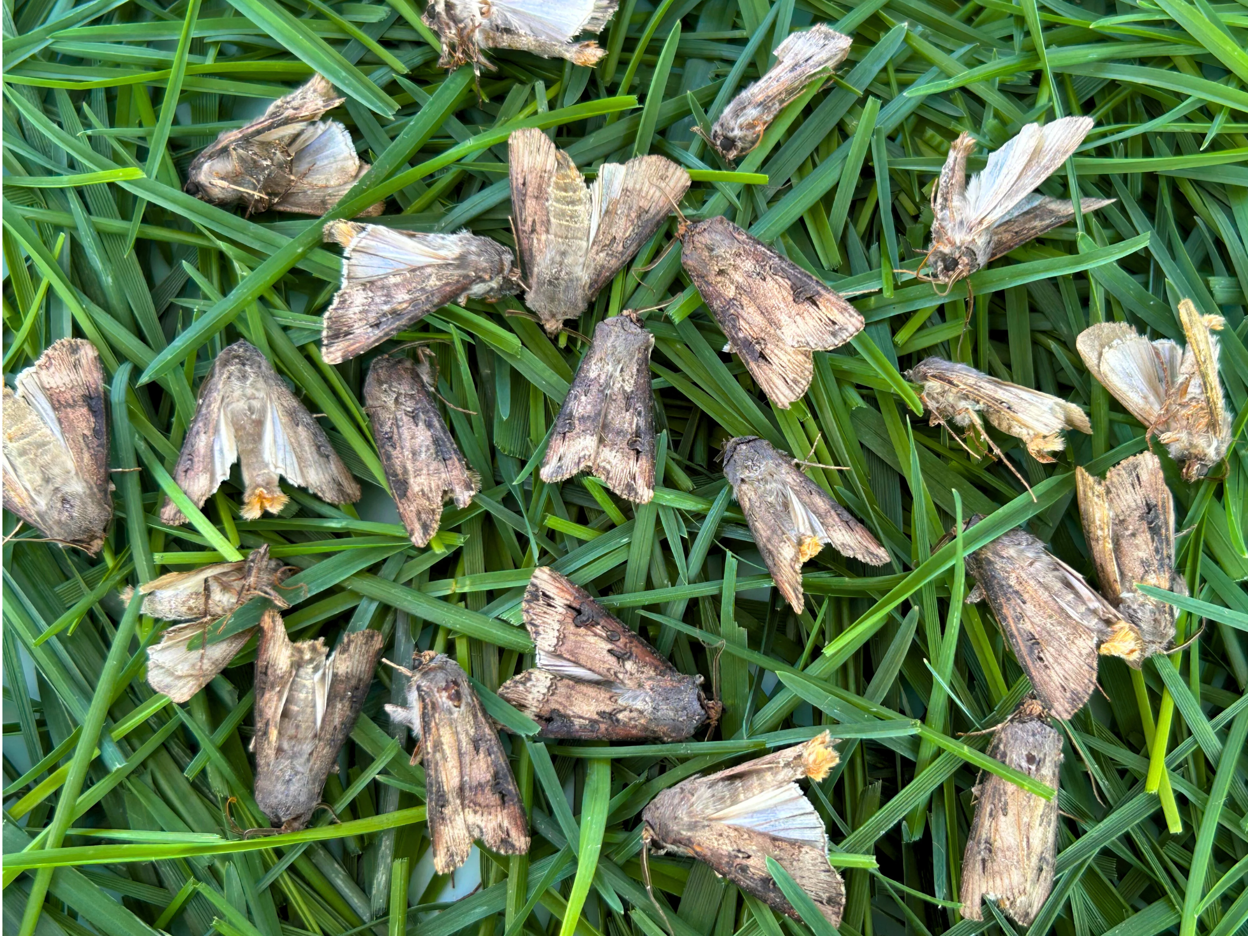 Several black cutworm moths