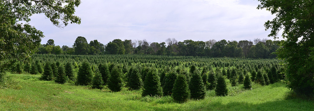 Christmas tree farm banner