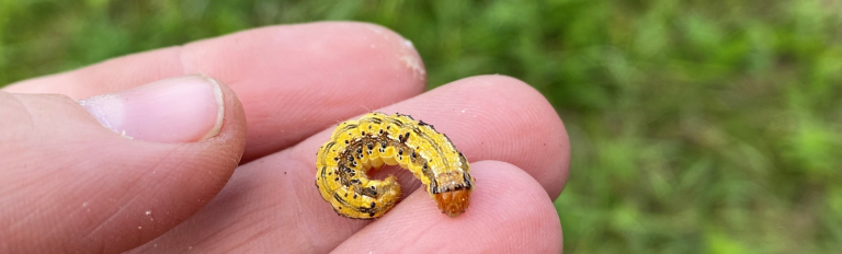 Corn Earworm Network banner