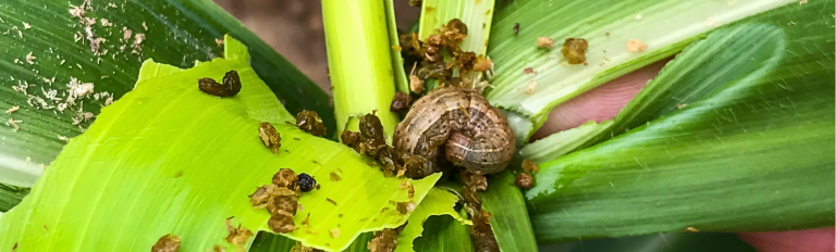 Fall armyworm network banner