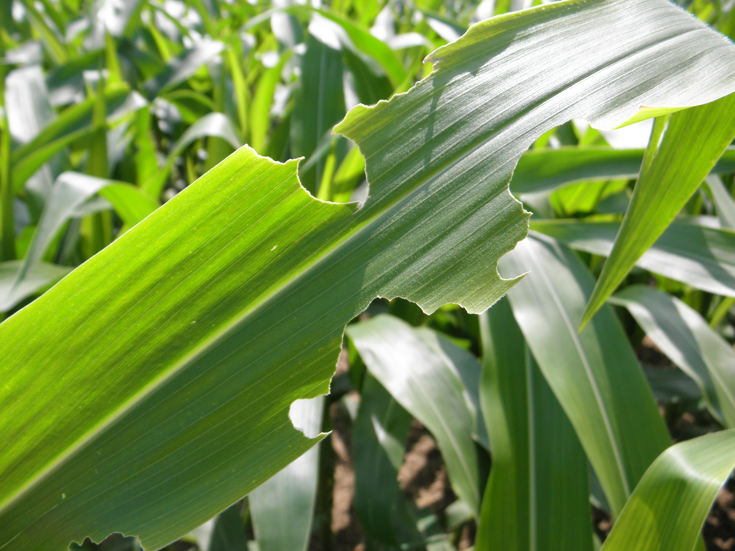 Fall armyworm damage