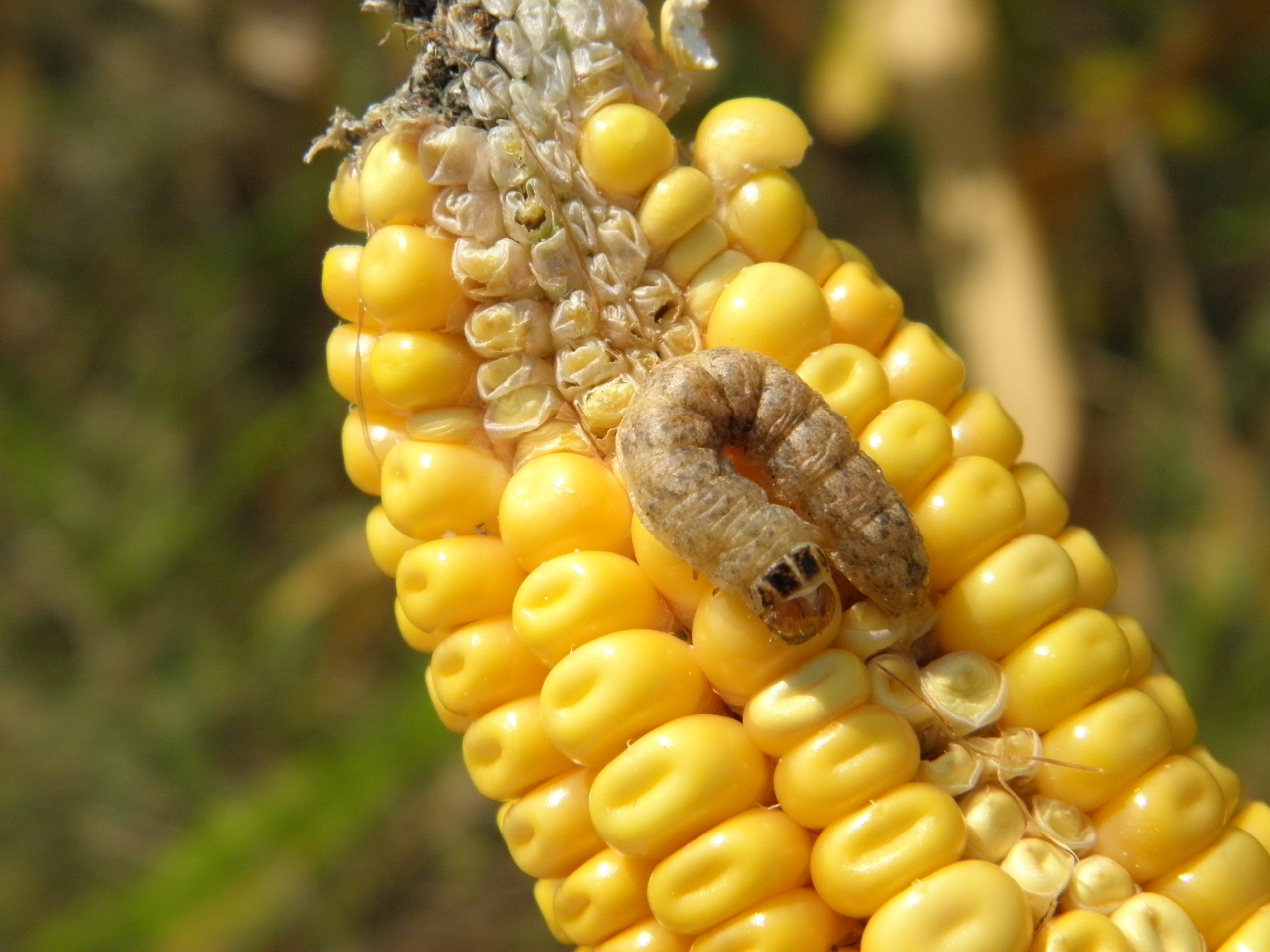 Western bean cutworm larva