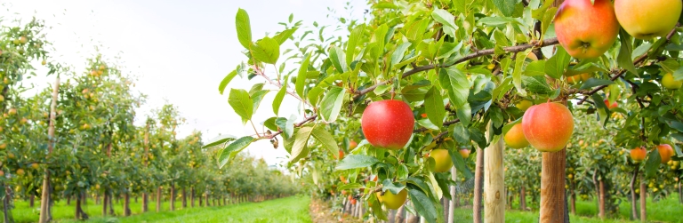 Apple Orchard Pests banner