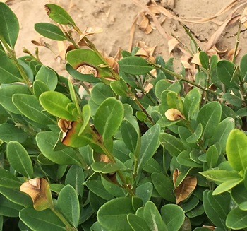close up of boxwood blight infected leaves