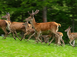 deer running