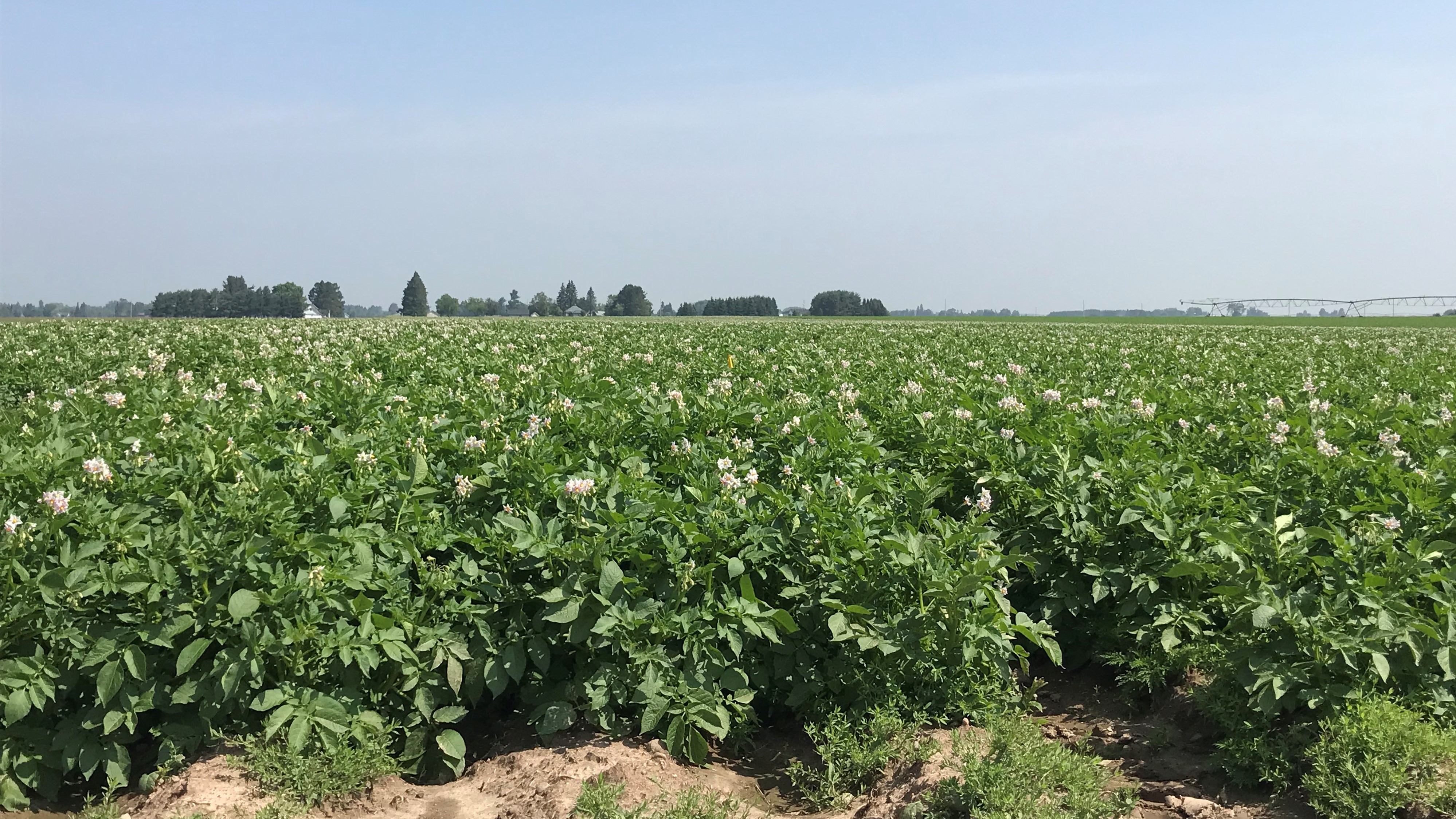 Potato Field in full bloom in the Antigo Flats AEA in Langlade County. Photo by Langlade County LCD.