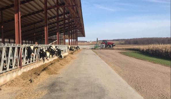 Dairy cows eating silage in barn in the Friends in Agriculture AEA in Clark County. Photo by Clark County LCD.
