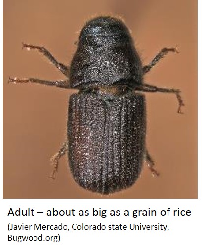 Adult mountain pine beetle