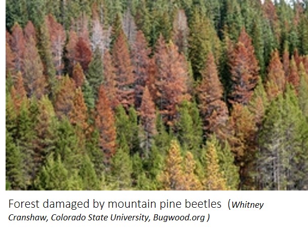 Forest damaged by mountain pine beetle