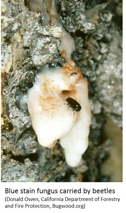Fungus carried by mountain pine beetle
