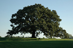 Healthy oak tree