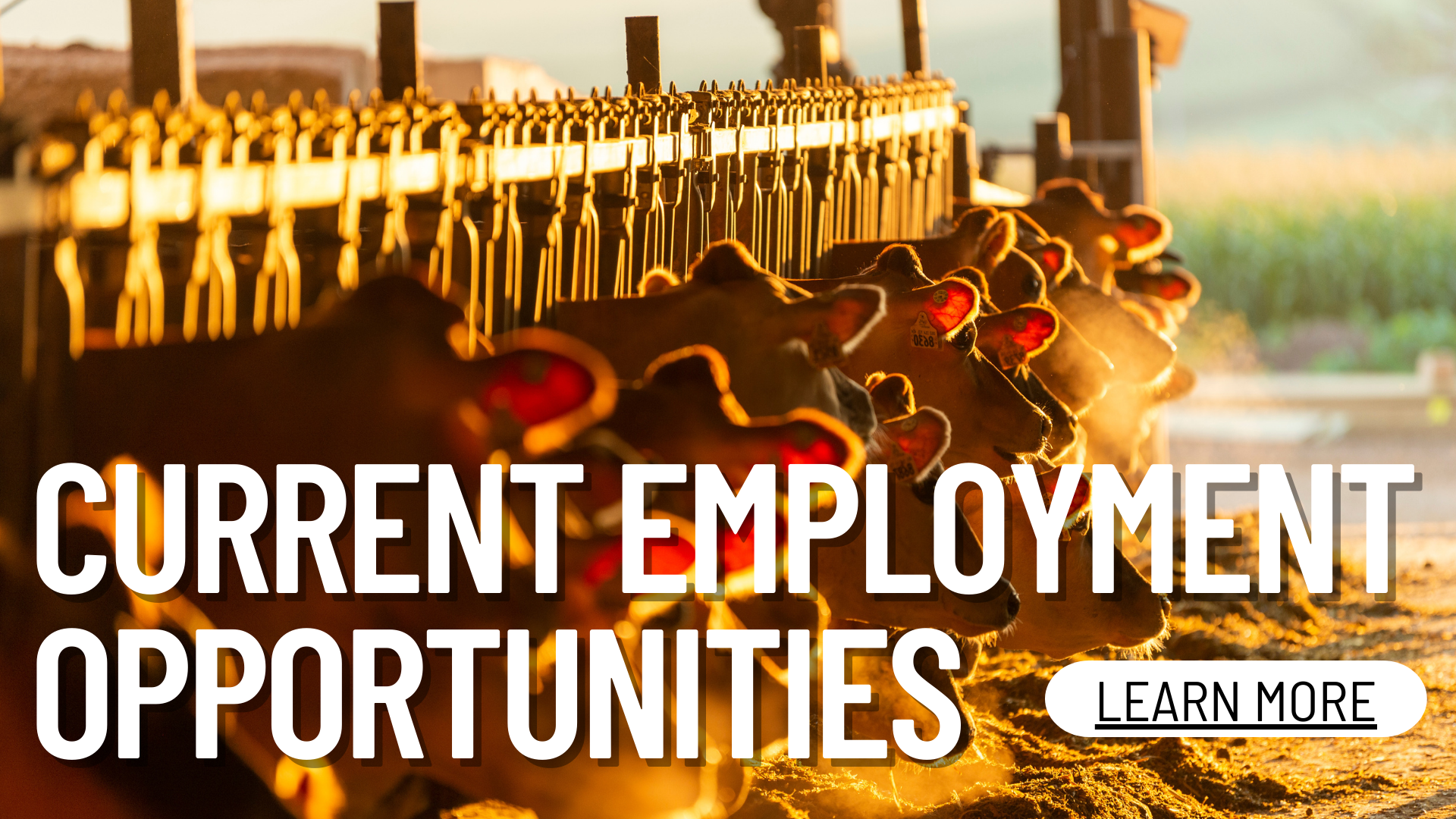 Current Employment Opportunities