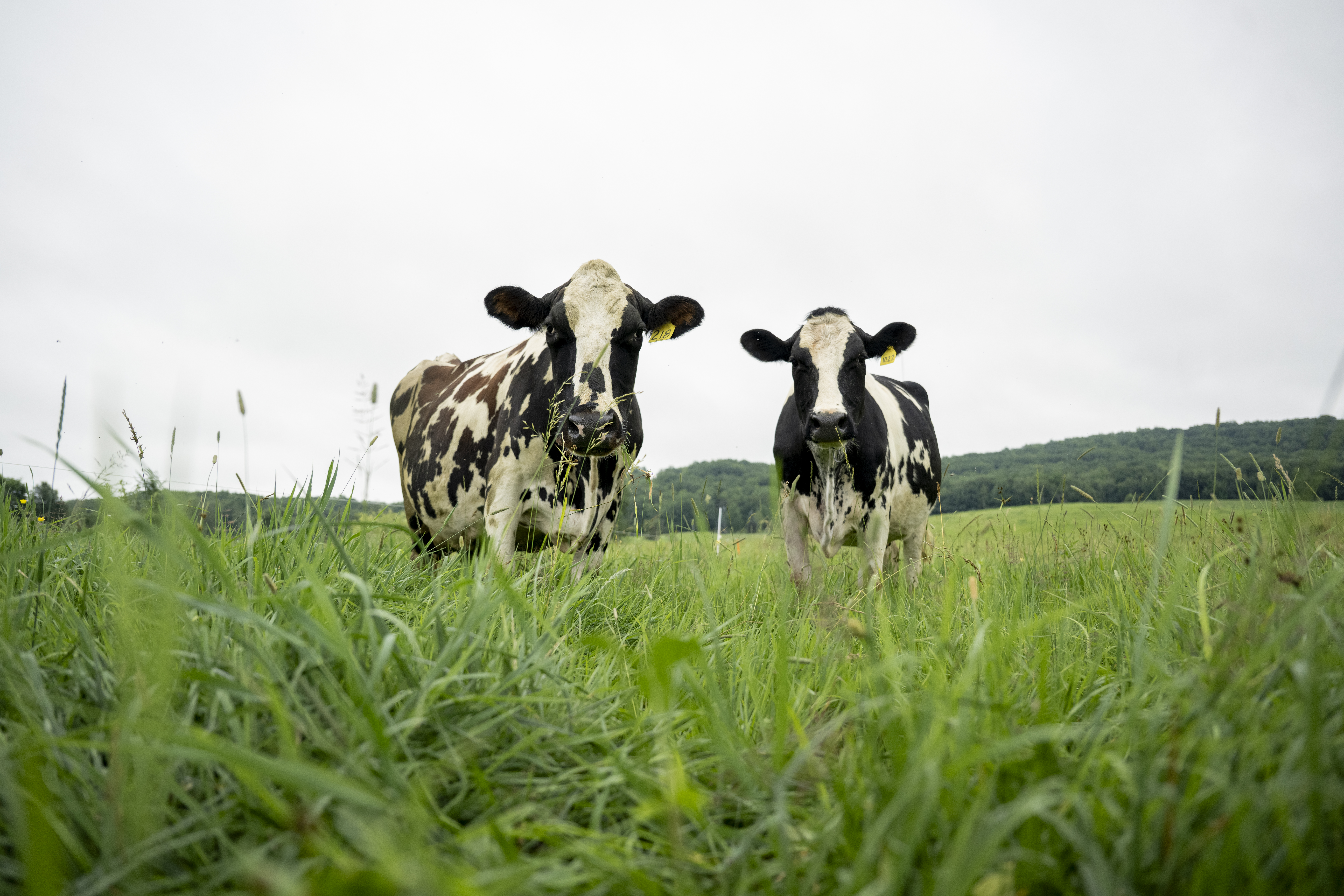 Two holstein cows looking at the camera in a field on a cloudy day.