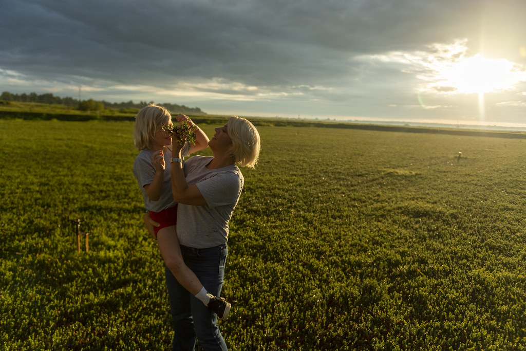 A woman and a girl in a cranberry marsh with the sunrise behind them.