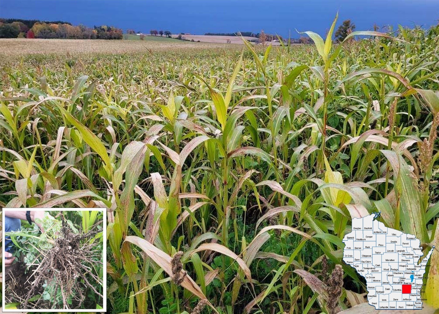 Field-Scale Corn Nitrogen Rate Study on Irrigated Loamy Sands
