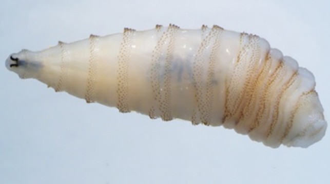 NWSLarvae.jpg