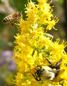 Honey bee and bumble bee on flower