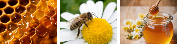 Banner of Honeycomb, A honeybee on a flower, and a jar of honey.