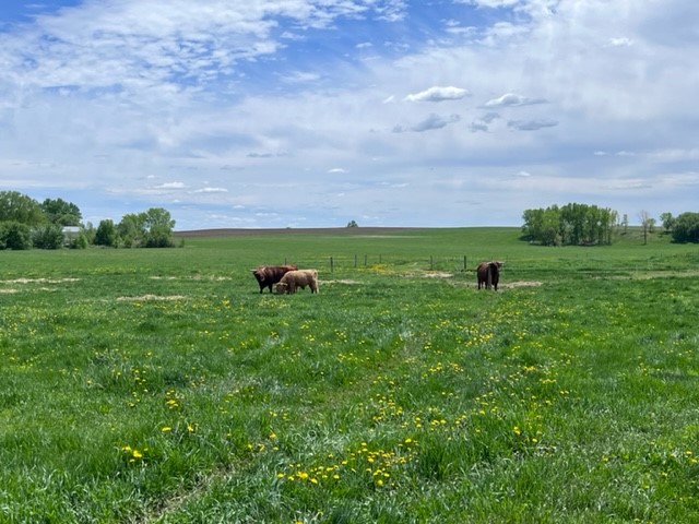 Three generations of bulls stand in a grazing paddock on a farm in Columbia County.