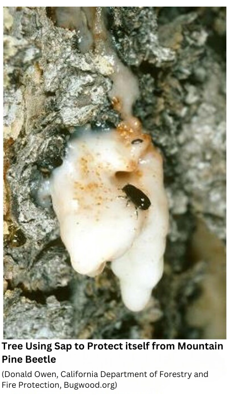 Fungus carried by mountain pine beetle