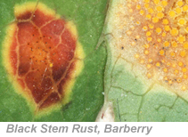 Black stem rust on barberry leaves