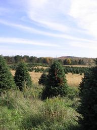 Christmas tree field