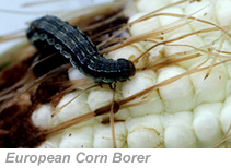 Euoprean corn borer larva, or caterpillar