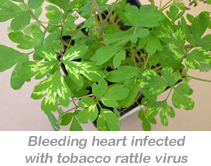 Bleeding heart infected with tobacco rattle virus