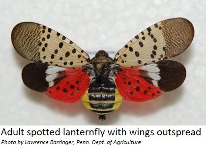 Adult spotted lanterfly with wings outspread