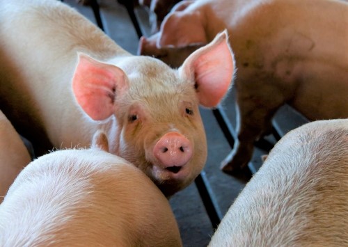 Swine on a farm