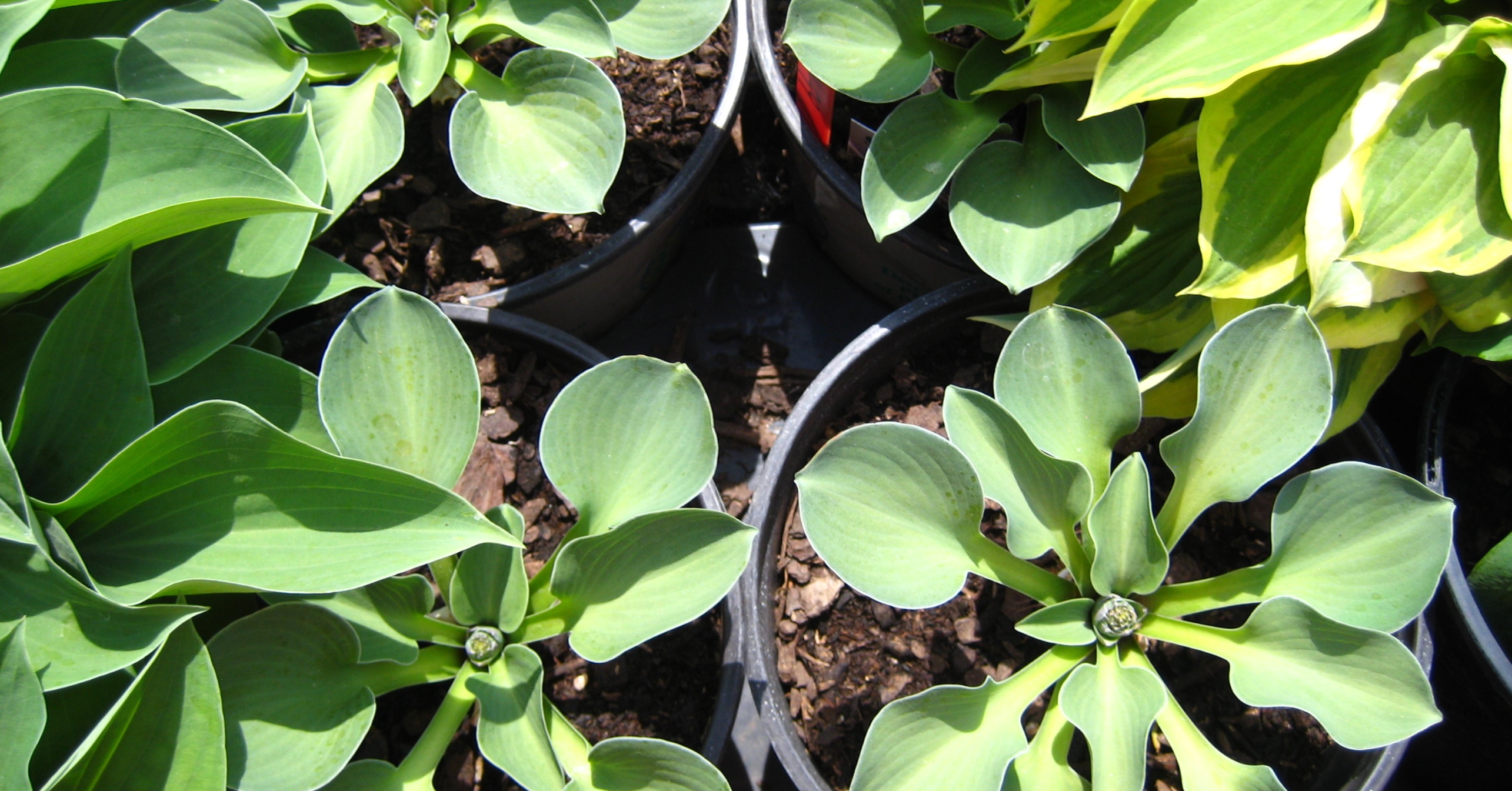 hosta plants growing in pots