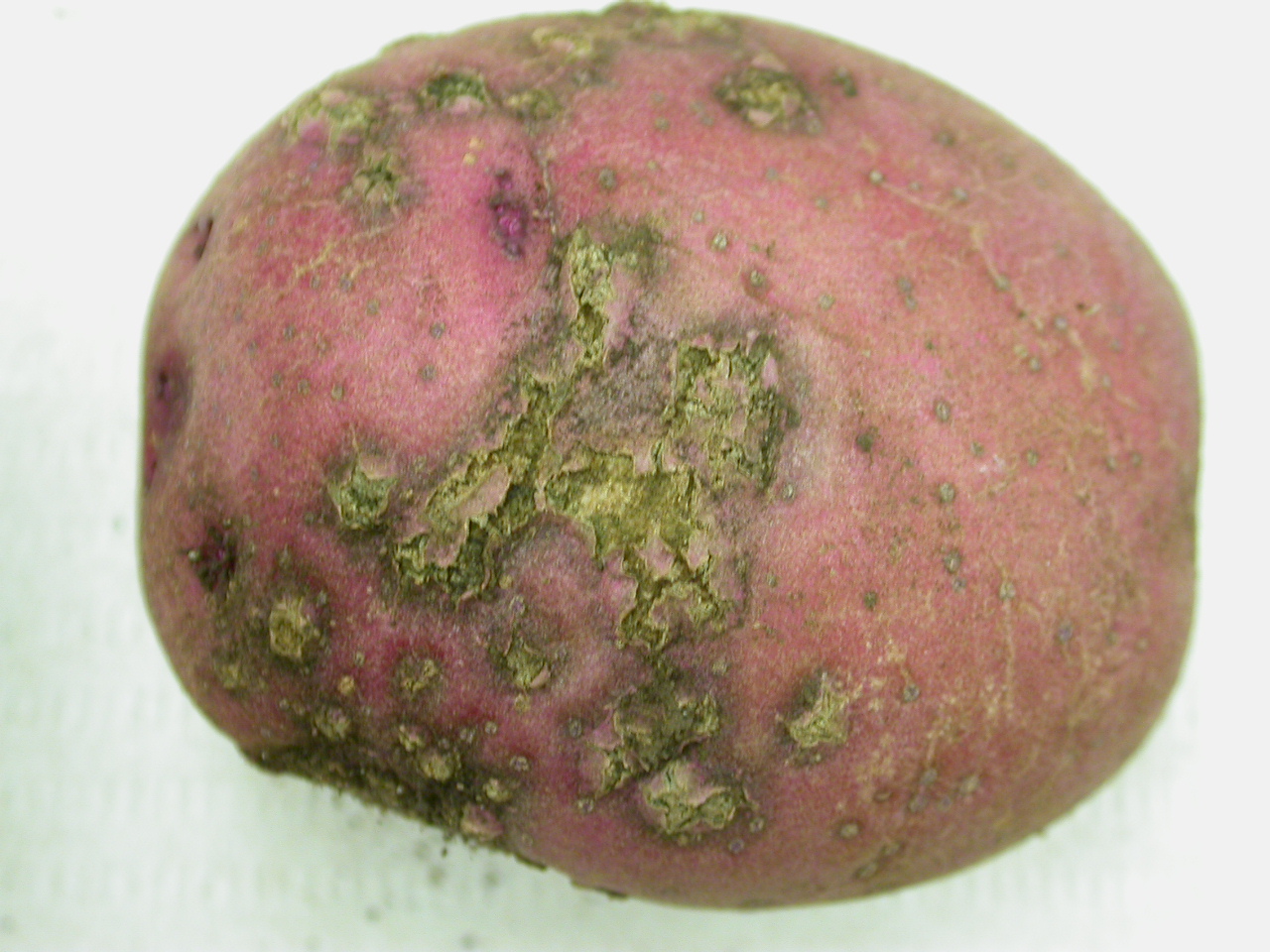 potato with powdery scab