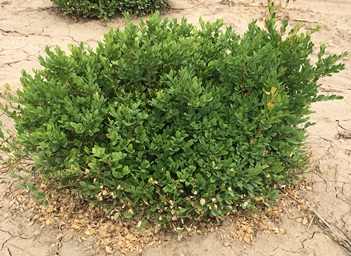 boxwood blight infected plant