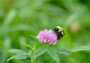 bumble bee on red clover sm horz.jpg