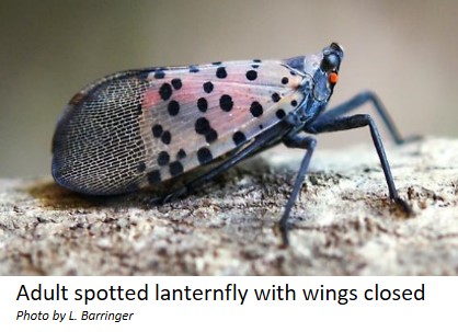 Adults spotted lanternfly with wings closed