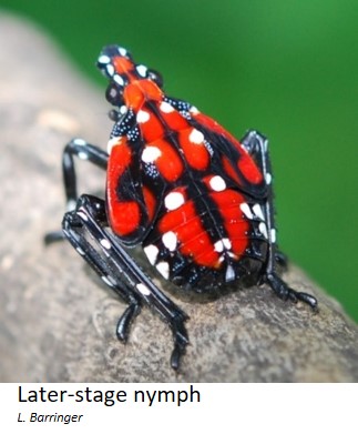 Spotted lanternfly later-stage nympth